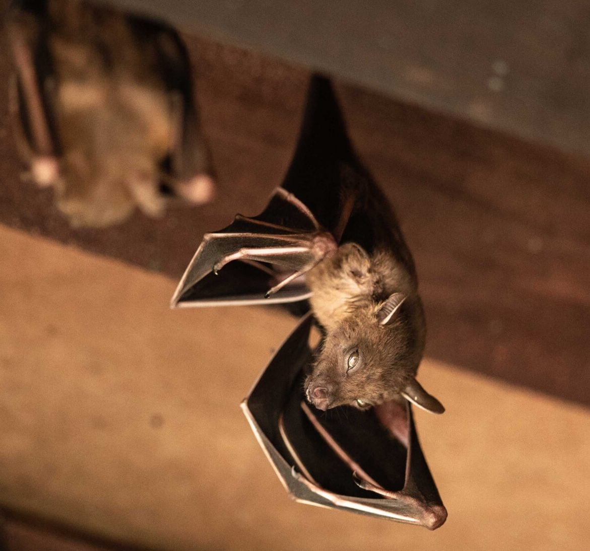 Wildlife-Bats in Fenwick Island